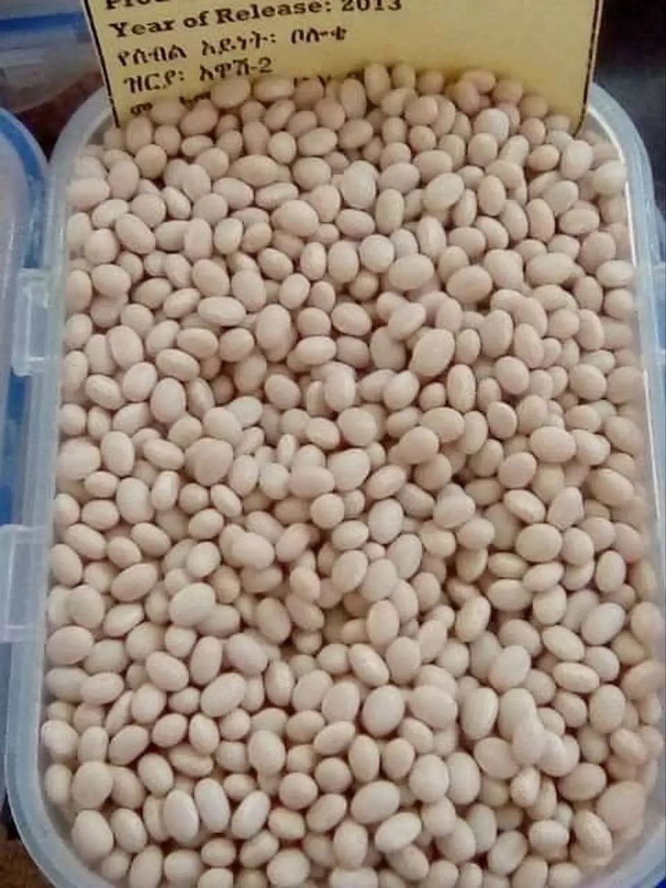soya Bean3